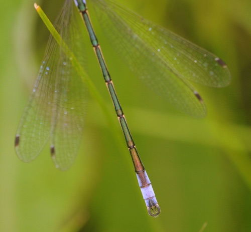 Male, terminal appendages
13 July 2013  Saskatchewan, CA